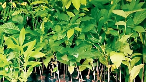 लोणंदमध्ये एक हेक्टरवर मियावाकी गार्डन