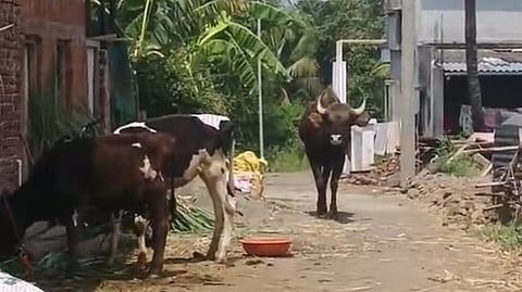 Gaur Enters Residential Area