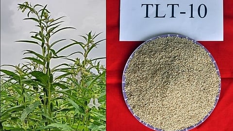 TLT 10 Sesame varieties