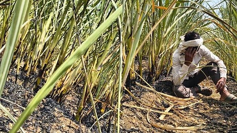 Sugarcane burnt due to short circuit, farmer loses Rs 2 lakh
