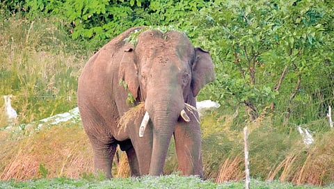 chaaloba-tusker-terror-in-east-chandgad