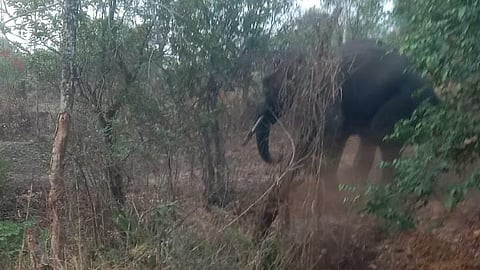 Belgaum News | Chaloba Ganesh |