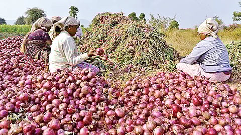 Nashik Onion Crisis