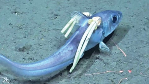two-bloodsucking-parasites-found-on-fish-head