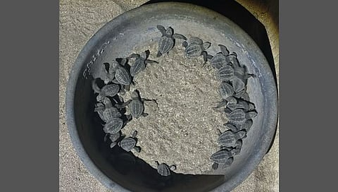 Raigad wildlife news