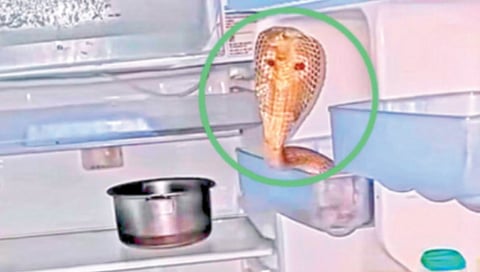 Man Opens Fridge, Finds Snake Chilling Inside