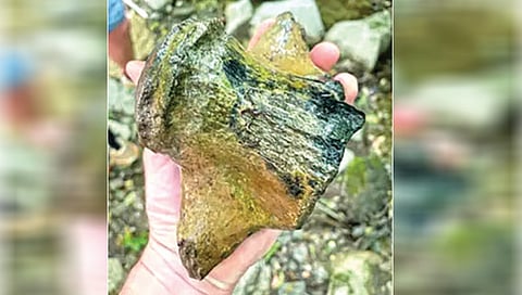 largest-mosasaur-ever-discovered-in-mississippi