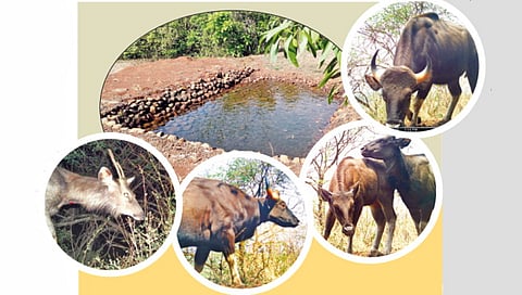 forest-department-develops-border-and-forest-areas