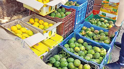 Ratnagiri Devgad Hapus mango