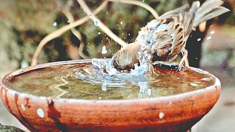 Summer Care For Birds |