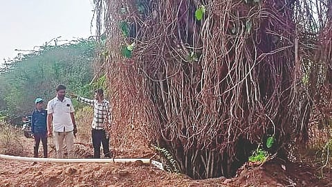 Sangli News | Banyan Tree Replanted |
