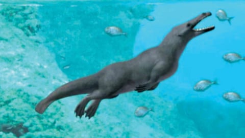 fossil-of-four-legged-whale-to-reveal-whale-evolution