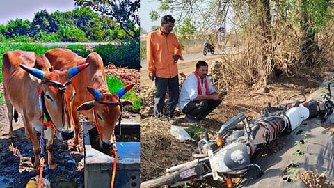 Farmer's pair of bullocks stolen in Paradh