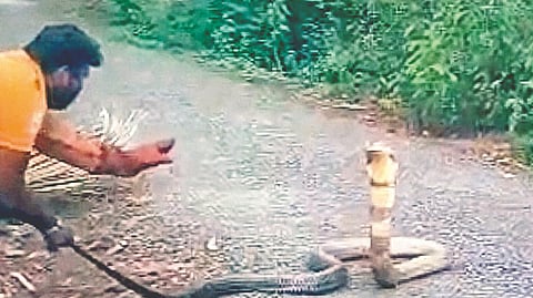 Zholambe king cobra rescue