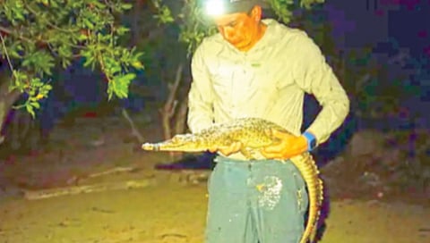 Two new species of crocodile discovered in Caribbean islands