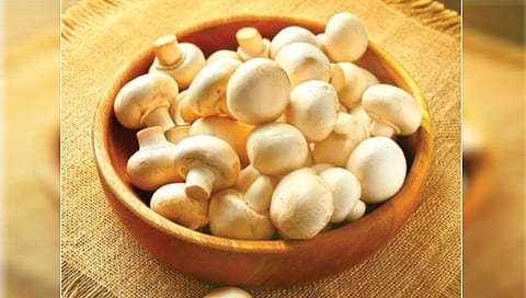 is-mushroom-vegetarian-or-non-vegetarian