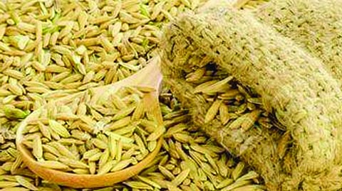 Black Market Nashik Rice