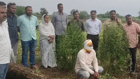 Ganja cultivation in Ranjona