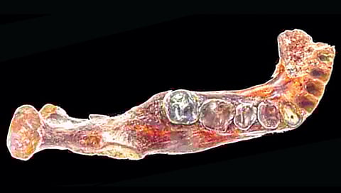 mysterious-jawbone-of-denisovan-human-found-in-taiwan