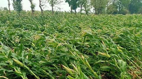 पिंपळनेर,जि.धुळे