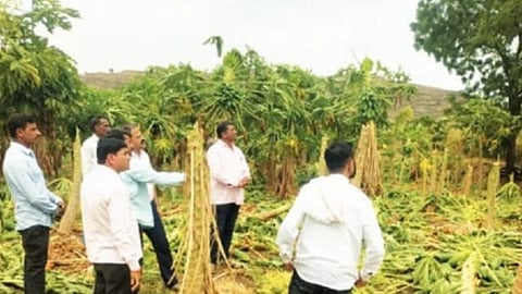 Nashik Unseasonal rains