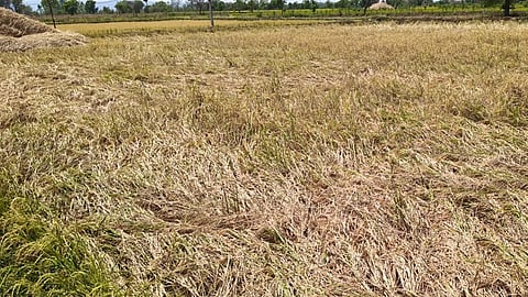 Nagbhid Summer Paddy Loss