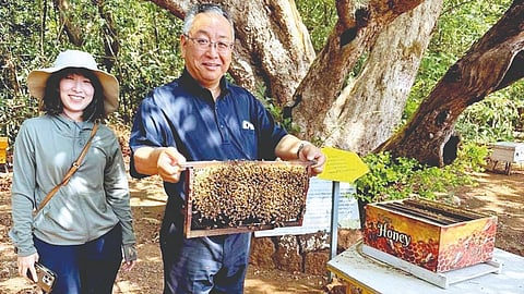Honey Bee Tourism |