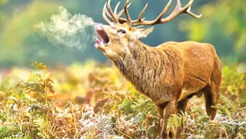 why-life-depends-on-oxygen-explained