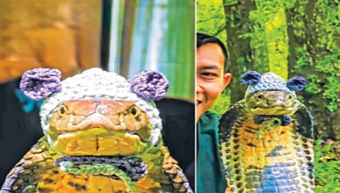 King Cobra Posing In Knitted Cap Gives Visuals Shared By Indonesian Influencer Go Viral