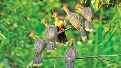 hoatzin-stinkbird-weird-bird-facts