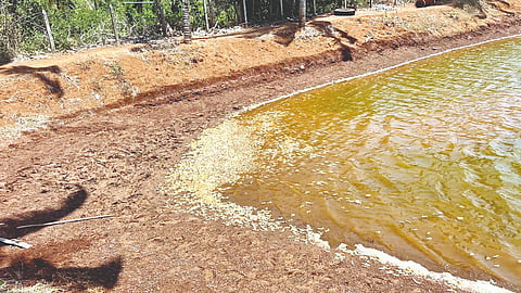 Achara Parwadi shrimp project