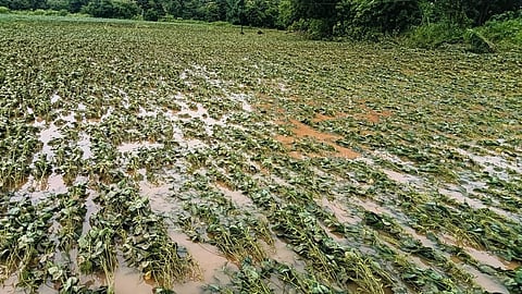 crop damage
