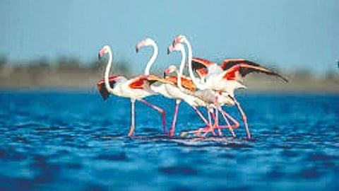 bird-habitats-in-danger