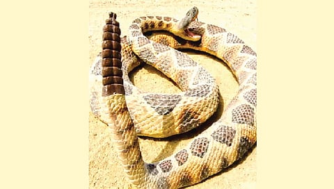 snake-tail-structure-produces-rattling-sound
