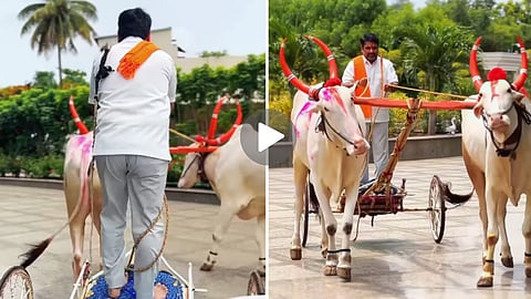 Satej Patil bullock cart viral video