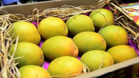 America rejects mangoes