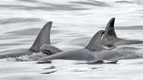baby pilot whale among a group of killer whales