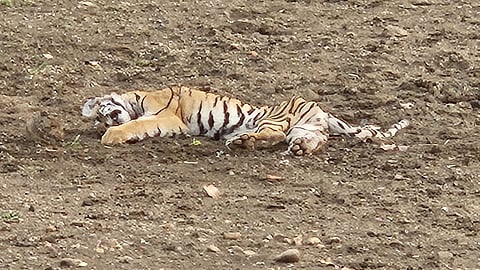 tiger cub killed