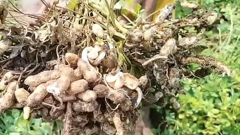 Groundnut Crop Loss