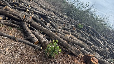 Deforestation in grazing land
