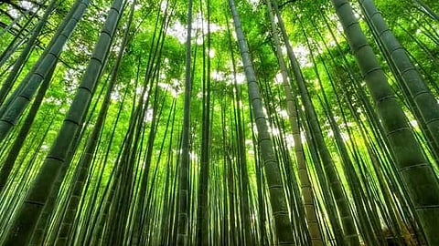 Environmental Development