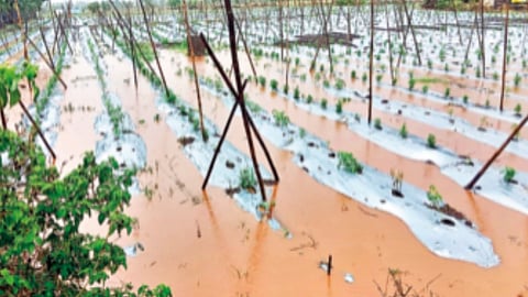 unseasonal-rain-adversely-impacts-crops-and-orchards