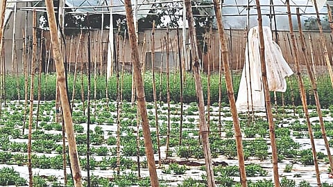 दिंडोरी (नाशिक)