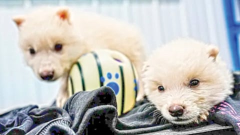 dire-wolf-revival-claims-misunderstood-say-researchers