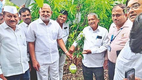 Fruit bagging subsidy