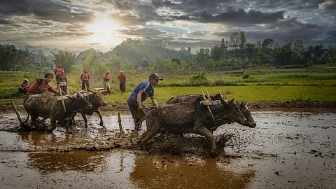 Delayed Sowing Raigad