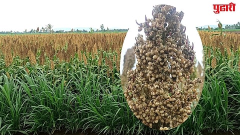 Monsoon Damage to Crops