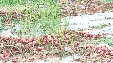 Unseasonal rain Nashik | अवकाळीने 6 हजार 570 हेक्टरवरील पिके नष्ट