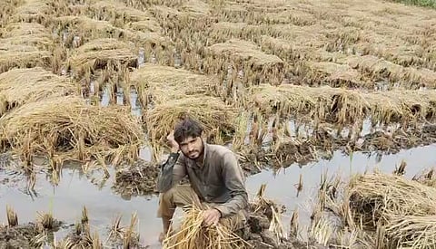 Chandrapur Rain News |