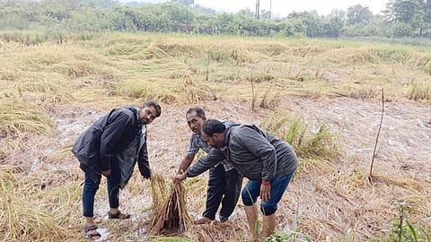 Farmer Crop loss Raigad